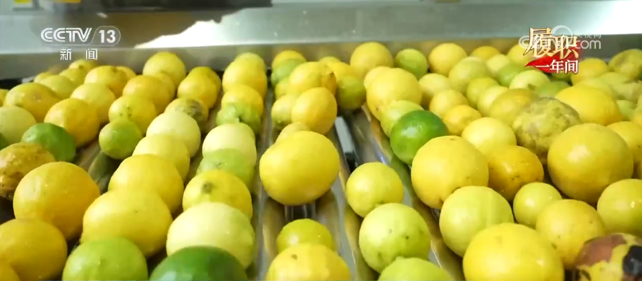 履職一年間 | 打好“特”字牌 讓鄉村“土特產”變身振興“金名片”