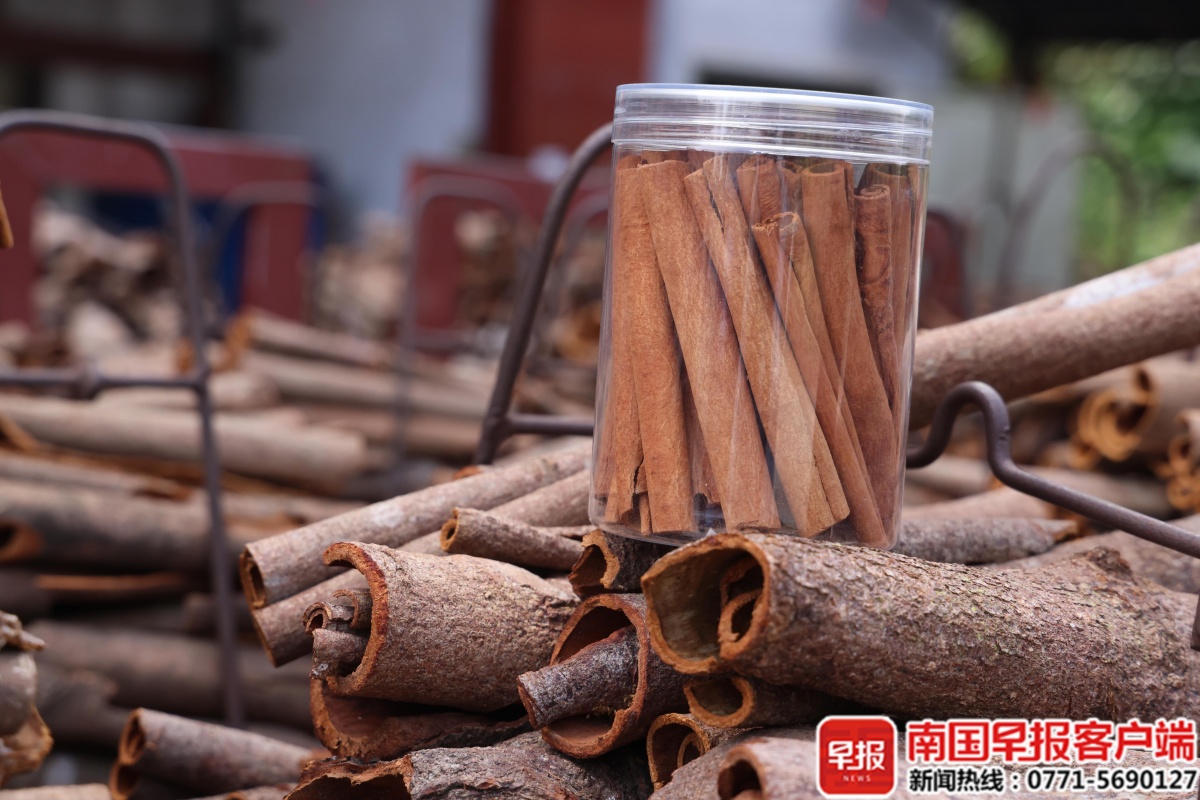 廣西的樹皮，如何躍入海外電子供應鏈？